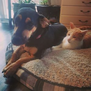 Meet your Posher, Sasha